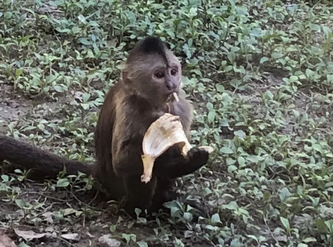 上海动物园打卡攻略,上海野生动物园的旅游路线示意图