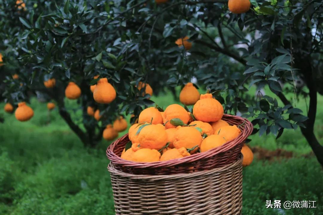 蒲江打造公园,蒲江田园生态区