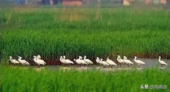 看图识鸟图片及答案,看图识鸟软件哪个好用