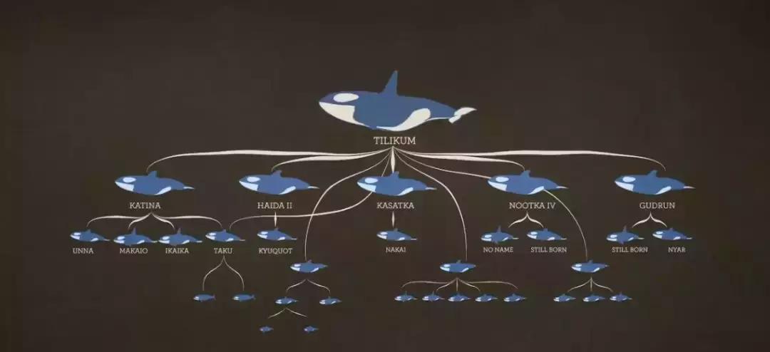 海洋馆的海洋动物表演,小孩子看的海洋动物视频