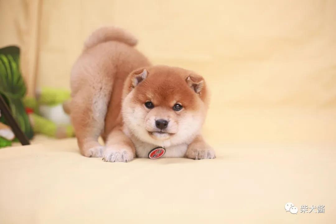 柴犬玩具千千万!如何挑选柴犬喜欢的玩具防止拆家?