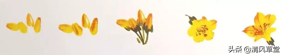 少儿国画花卉画法视频,各种花卉的100种画法