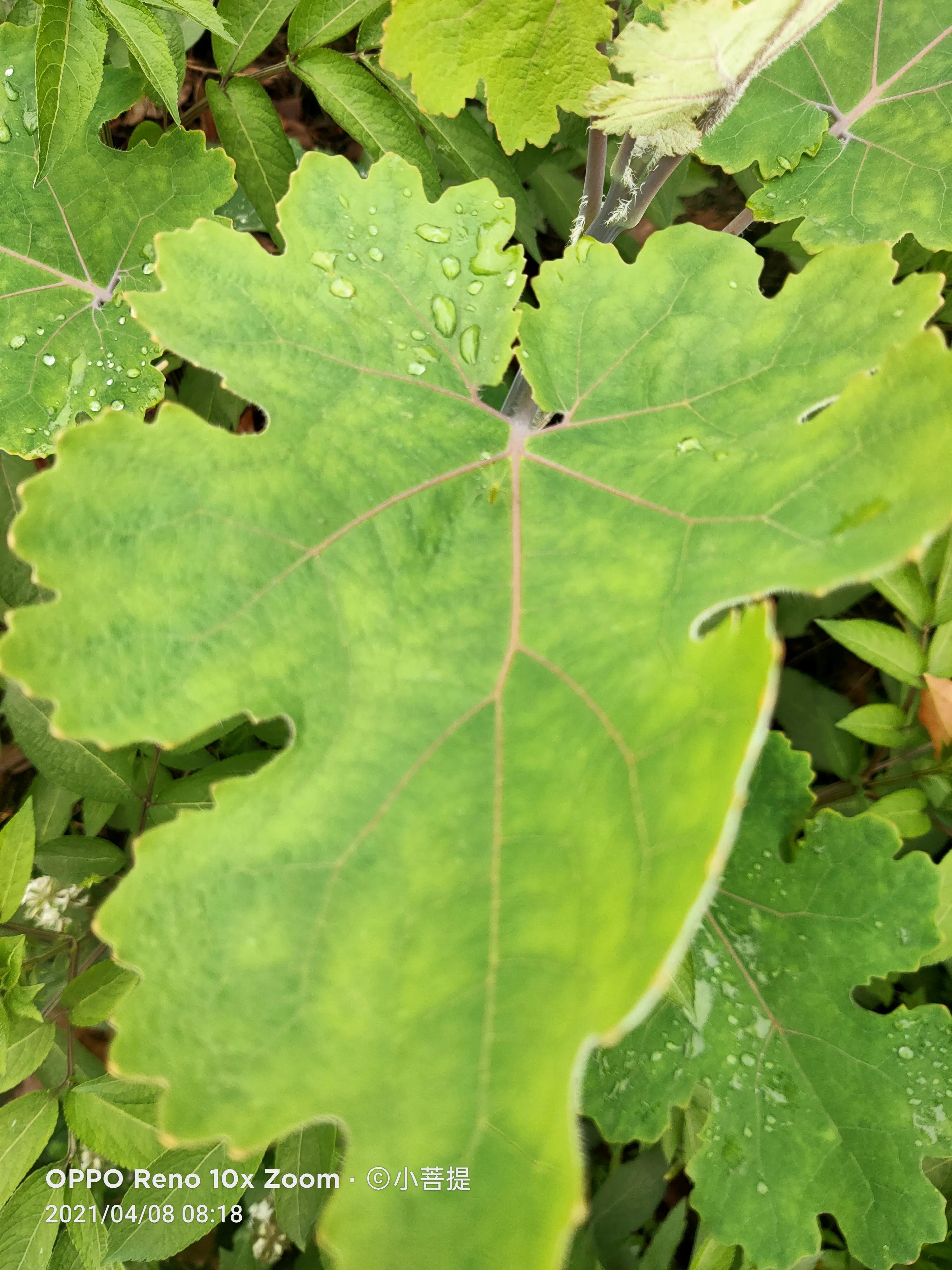 这种在草本里显得特别高大美丽的植物是罂栗的亲戚
