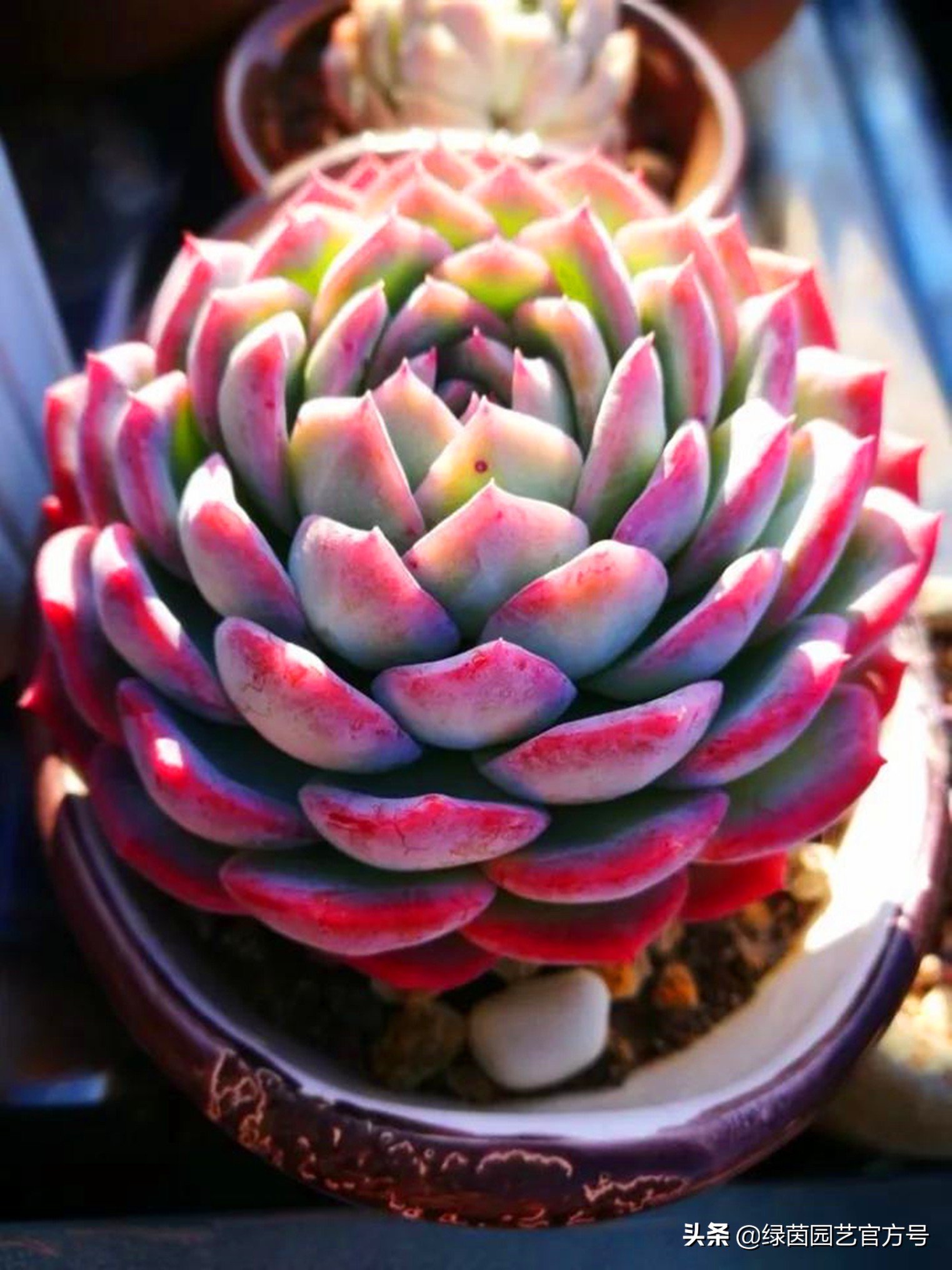 为什么我的肉肉总是徒长,肉肉越来越瘦是怎么回事