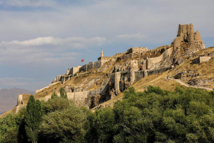 国宝是只猫！论凡尔赛，我只服土耳其