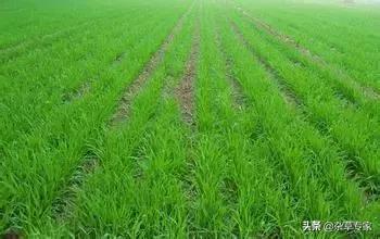 吡氟酰草胺是麦苗后除草剂吗,41%吡氟酰草胺除草剂除什么草