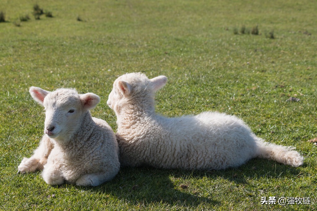 羔羊软瘫的原因及治疗方法,羔羊软瘫怎么办