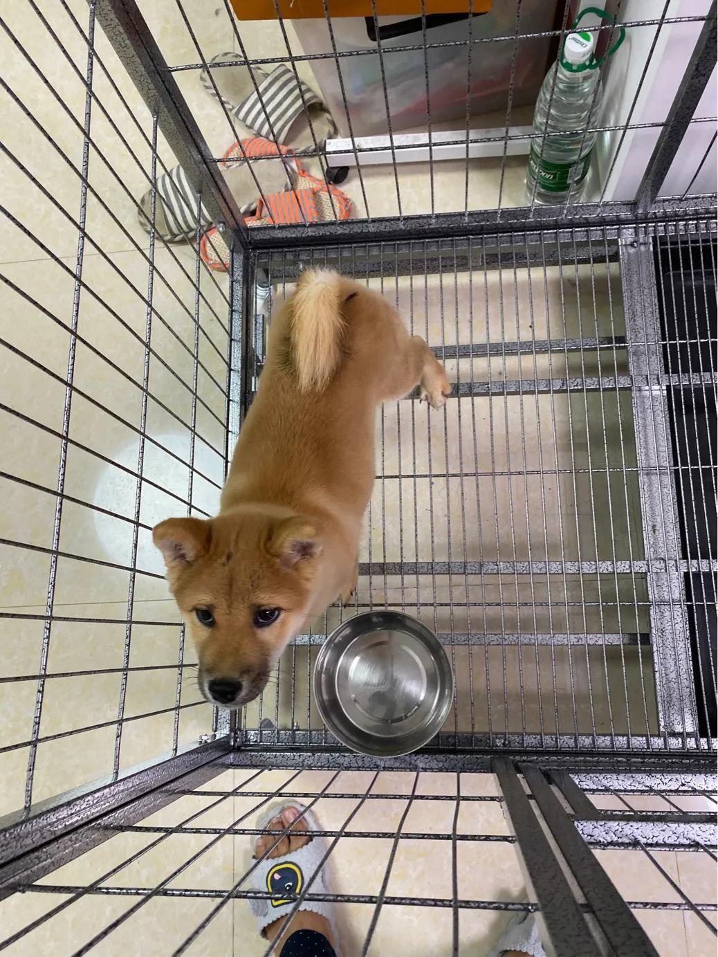 养柴犬的禁忌有哪些,柴犬吃狗粮的禁忌