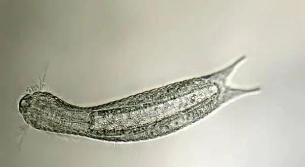 寿命最短的动物蜉蝣,动物寿命最短的是哪种