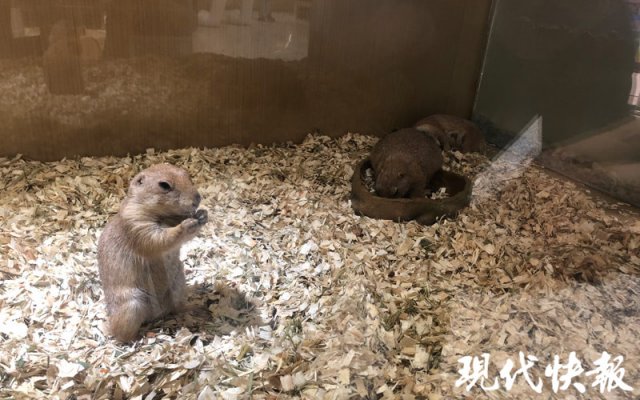 宠物飞鼠该怎么养好,可爱的飞鼠饲养要哪些东西