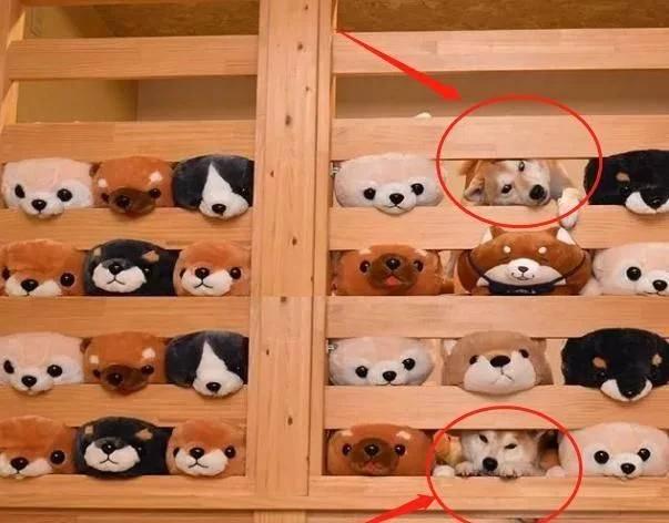 主人买了一堆柴犬玩偶，结果柴犬混入其中，主人想找也找不到了