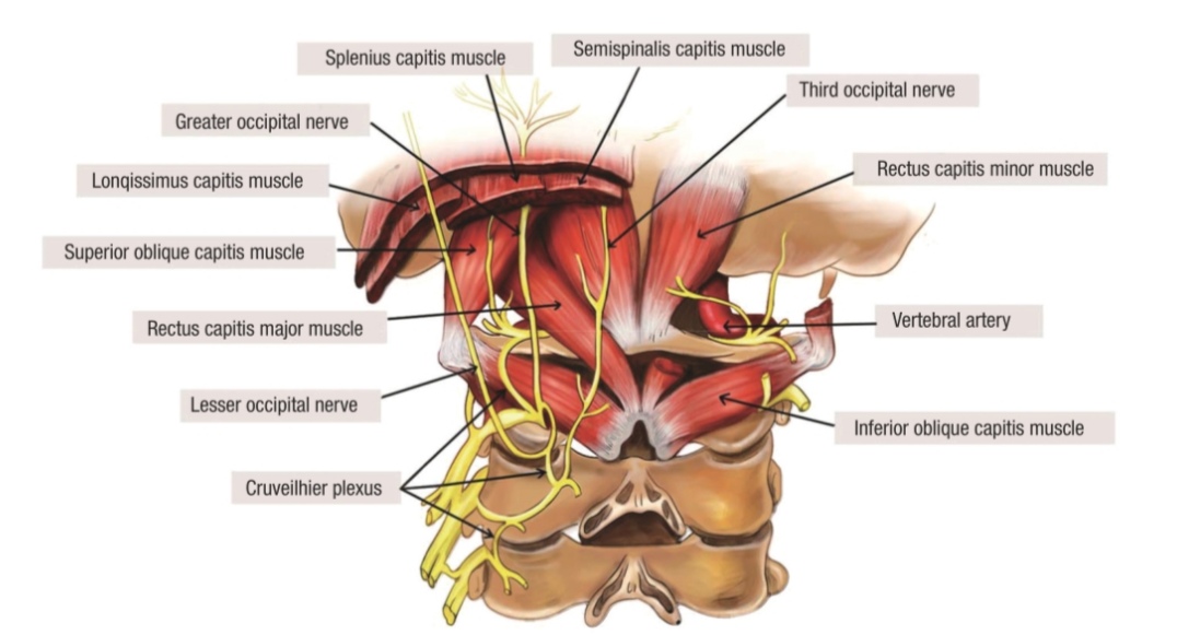 头痛都是神经性的吗,怎么判断是颈椎引起的头痛