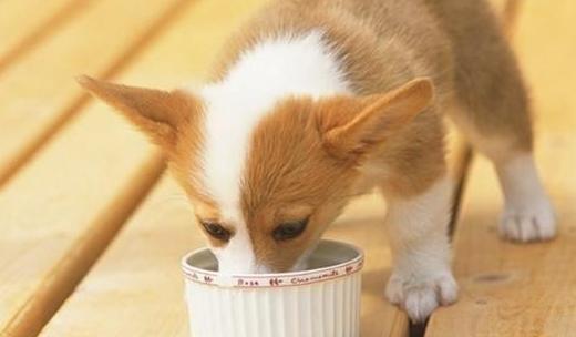 柯基口臭怎么去除,柯基口臭软便