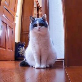 来自猫咪的深情凝望,喵星人你知道我在想你吗