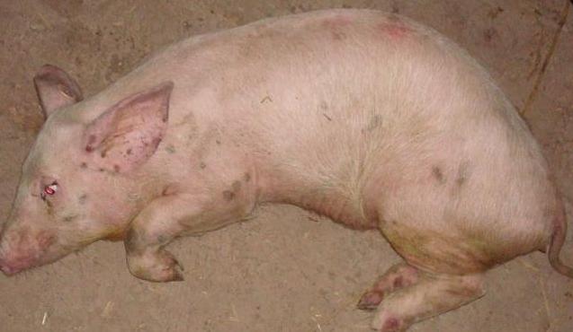 怀孕母猪副猪嗜血杆菌病的症状,猪副猪嗜血杆菌病的特征是什么