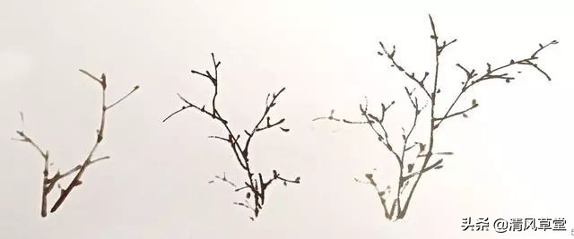 少儿国画花卉画法视频,各种花卉的100种画法