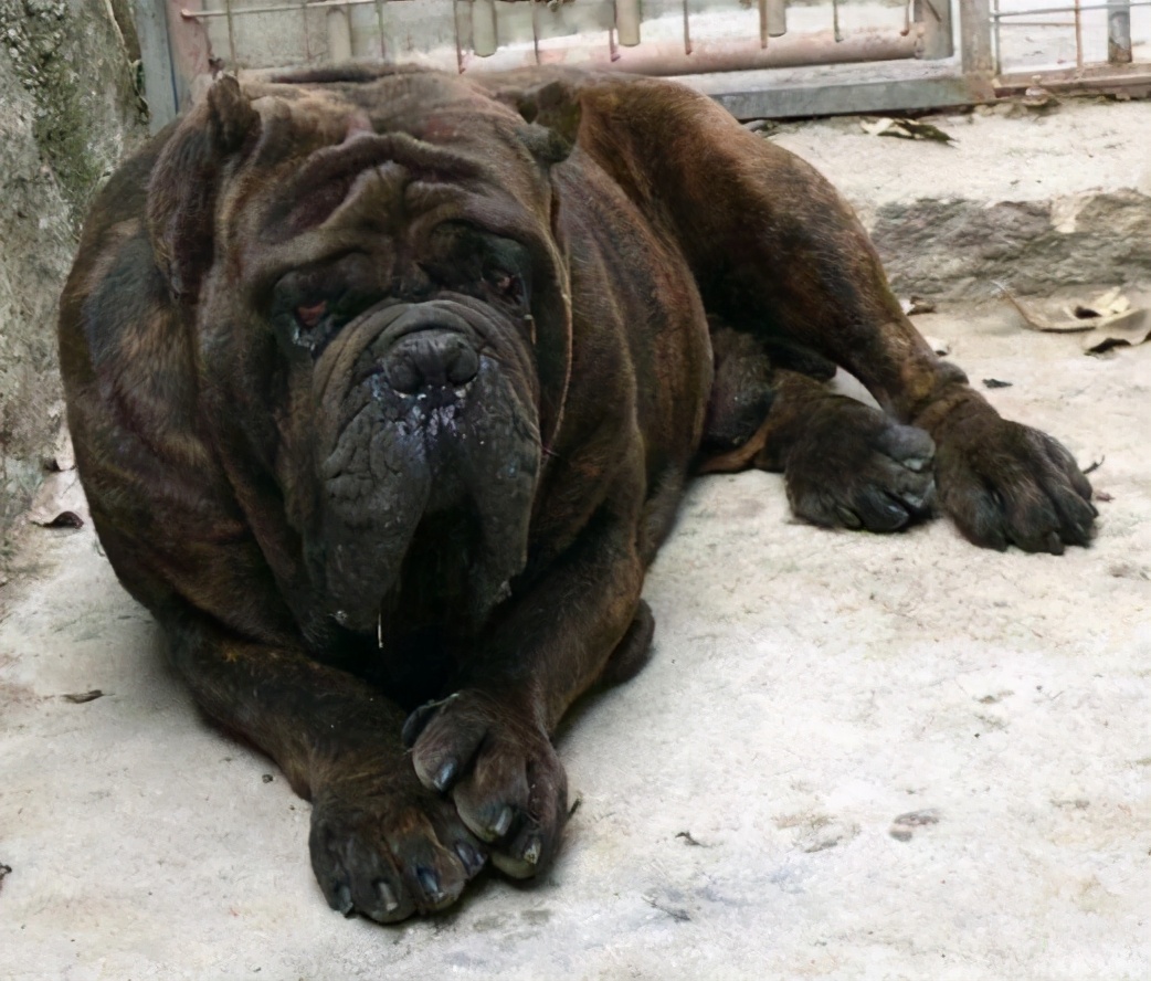 狗界5大冒牌货杜宾犬也有山寨版,犬界中的五大假货