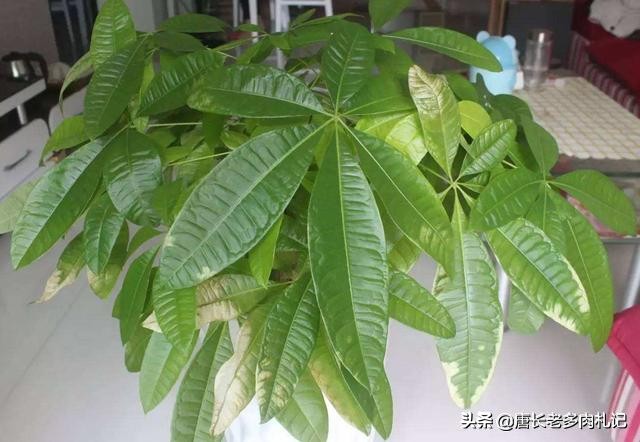 发财树冬天主干褶皱变软,发财树根部发皱什么引起的