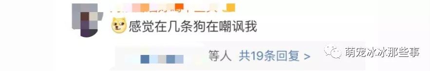 最壕狗窝!主人花3万5为爱宠造了个别墅,泳池和阳光房全都有