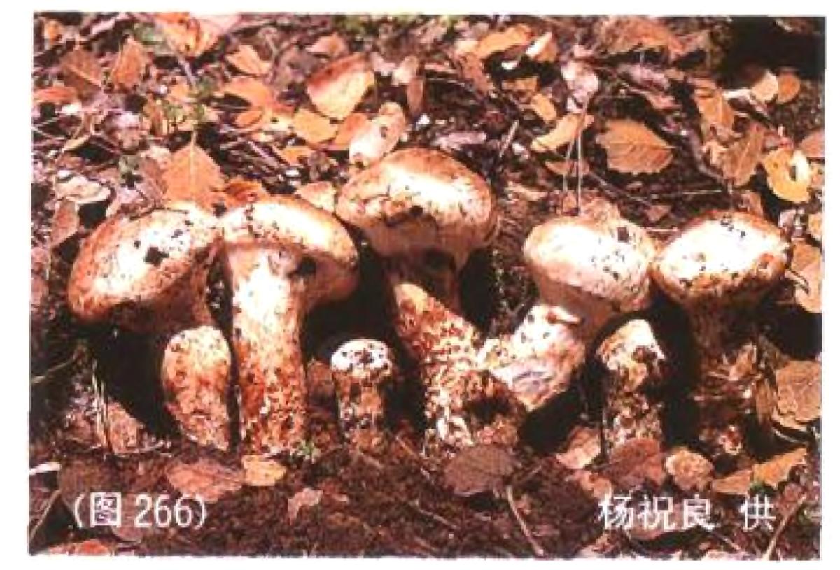 一文读懂世界各国税收,全球最好的松茸是哪里的