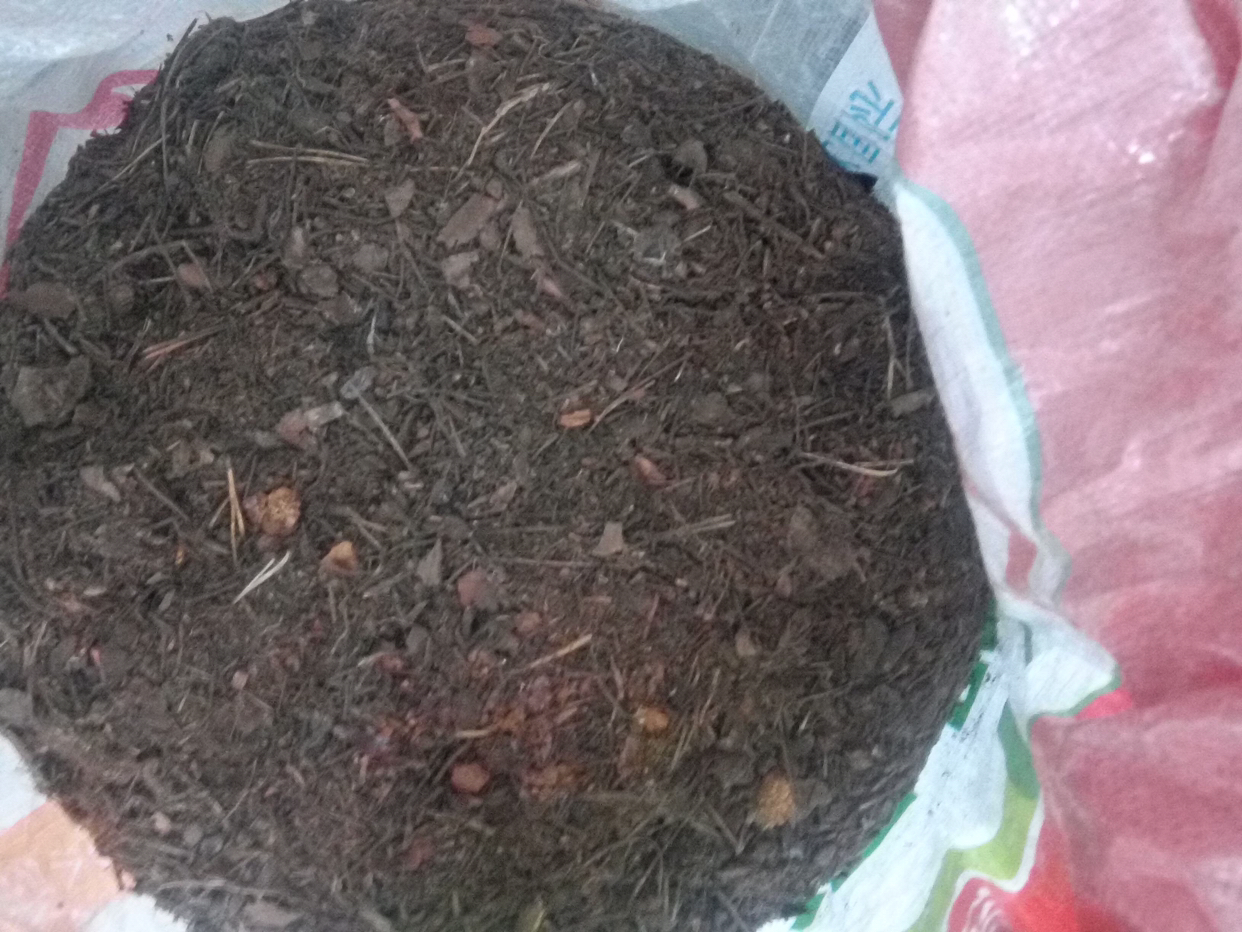 君子兰这样养每年都长得很好,君子兰养一年不开花只需放点它