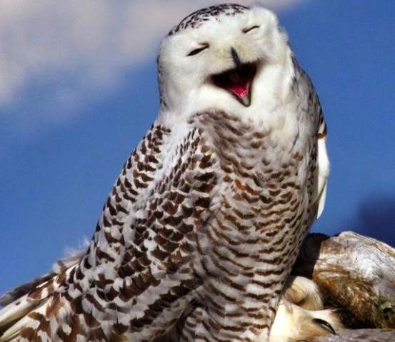 山海经都有哪些动物被证实存在,如果山海经的异兽真的存在