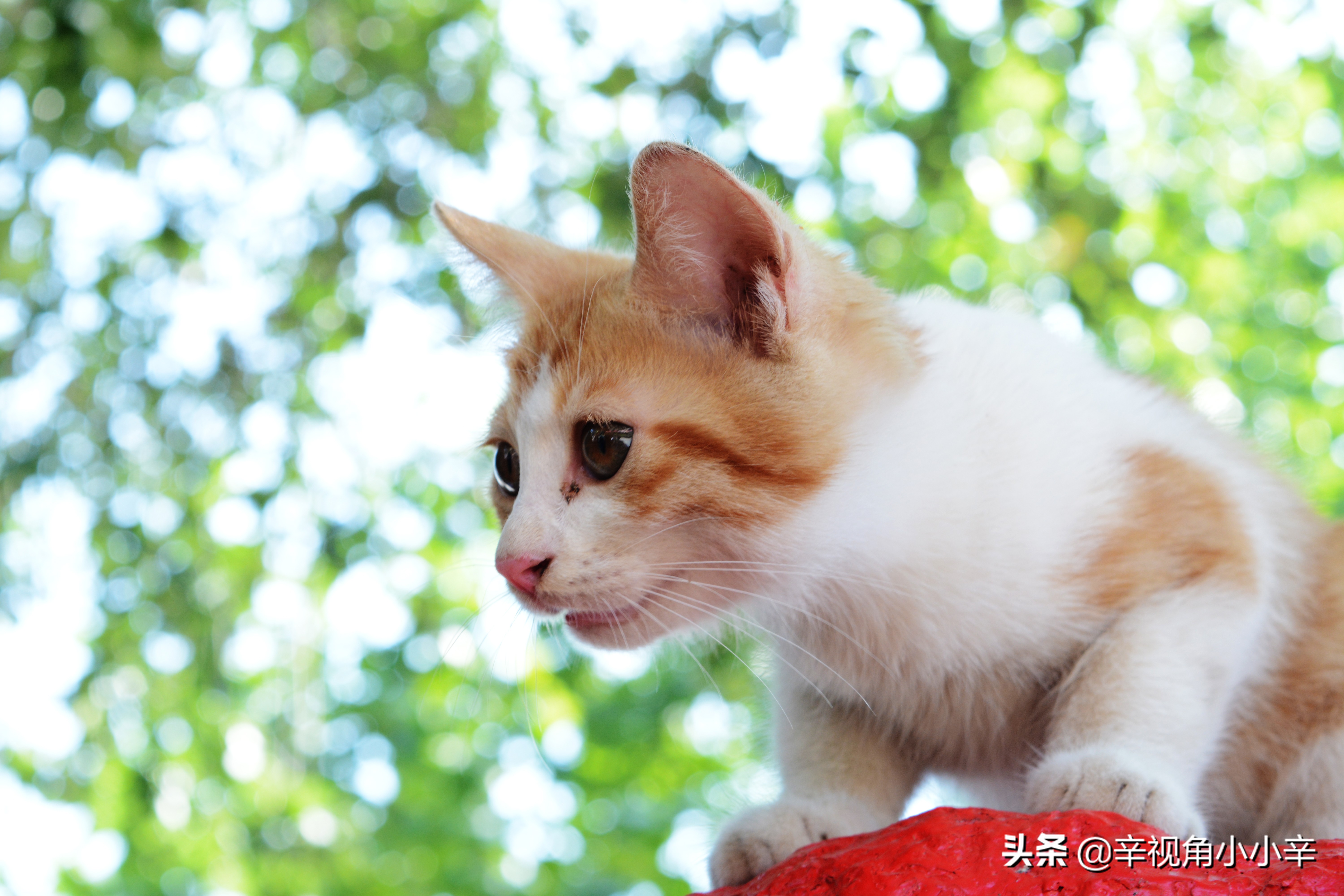 思想中的猫,徘徊中的猫