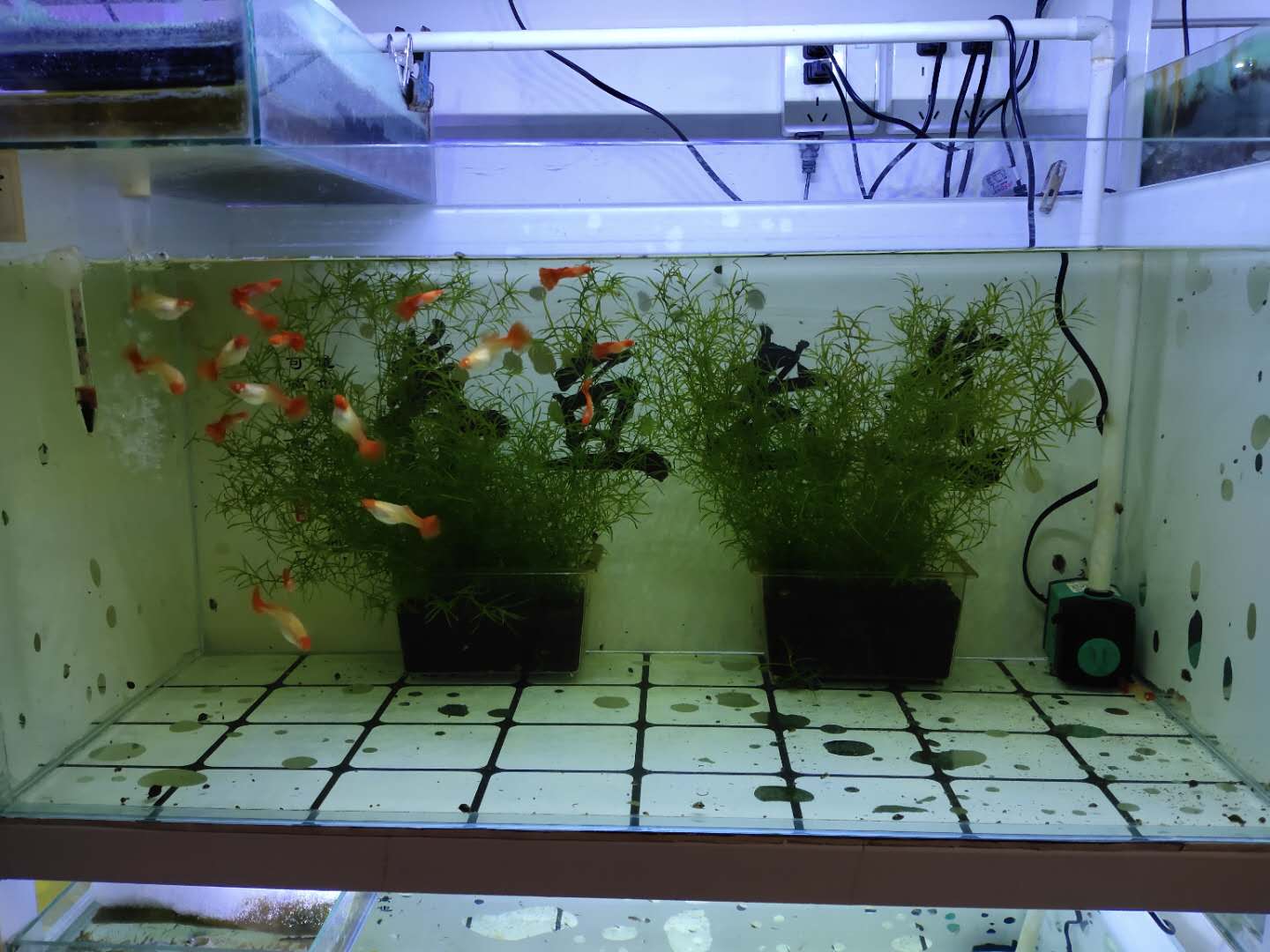 孔雀鱼公鱼异常活跃怎么办,新买的孔雀鱼怎么看有没有病