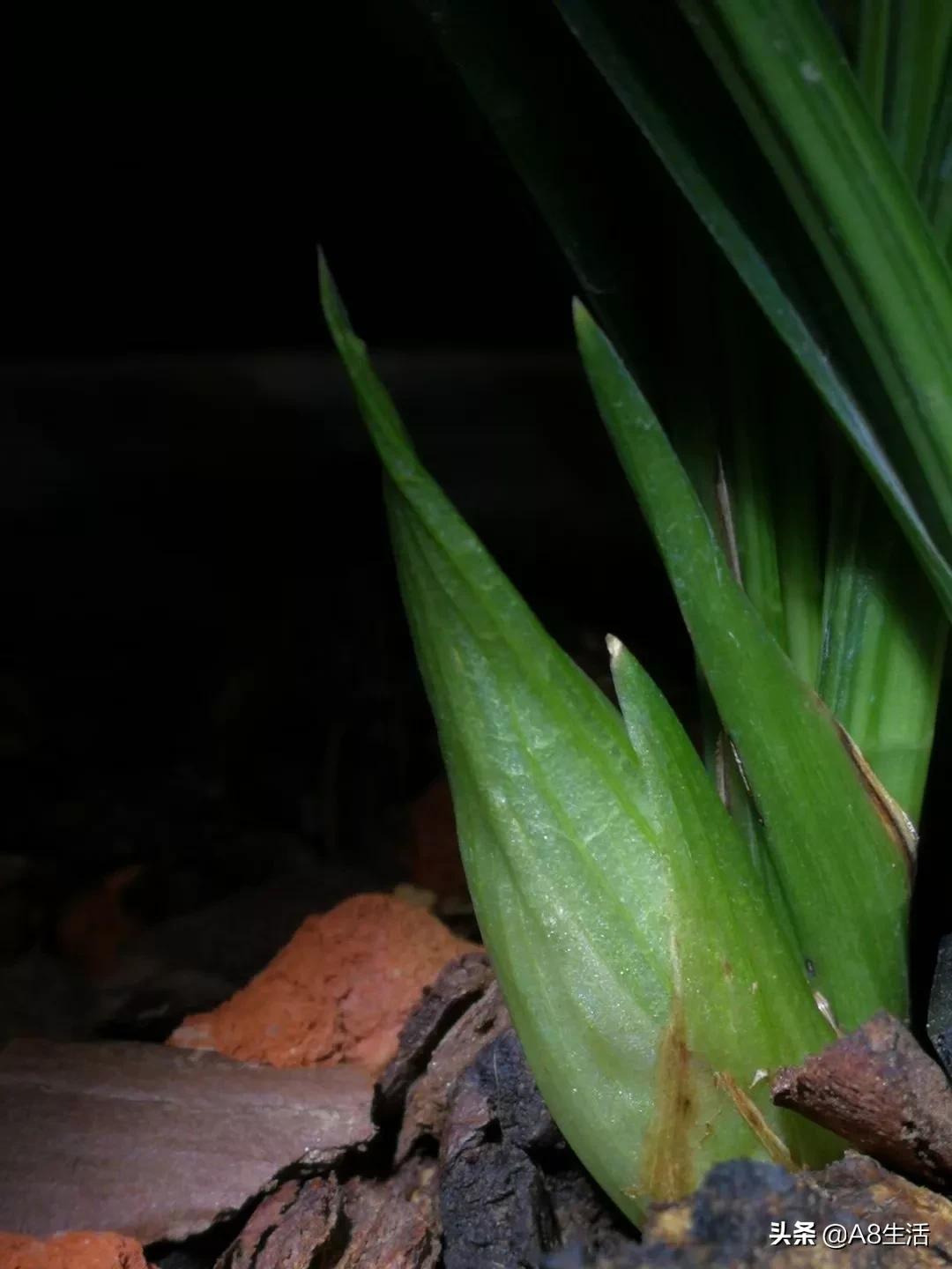 春兰张荷素兰花介绍,每日一品中国兰花春兰