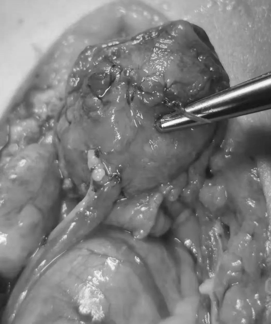 猫咪到底为什么绝育后还会发情呢?