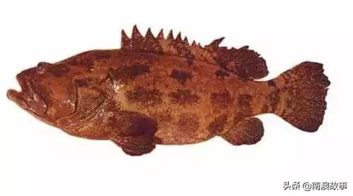 潮汕热销海鲜品种,潮汕常见的海鲜大全