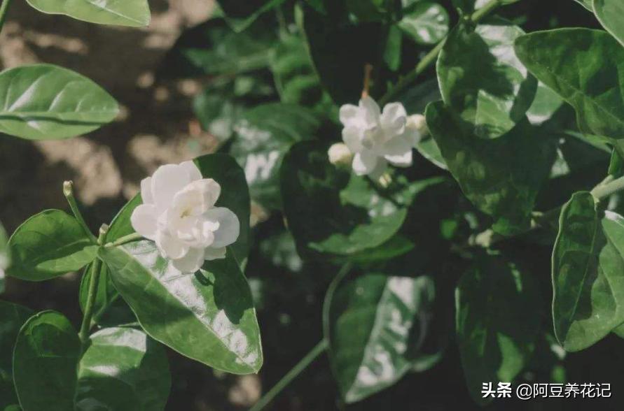 木樨科的花花“真乖”,一朵朵开花不断,越来越爱