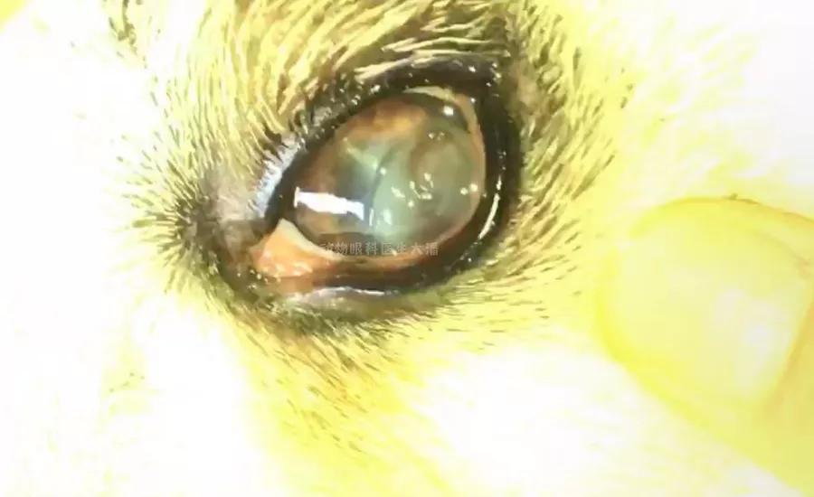 狗狗肠子穿孔了怎么处理,狗狗眼睛穿孔治疗费用