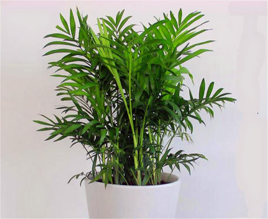 袖珍椰子怎么养大盆,室内袖珍椰子的养殖方法