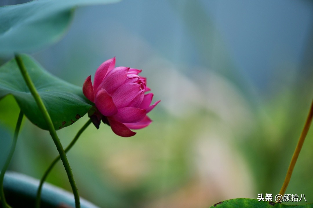 碗莲种藕生长到开花全过程,碗莲种植方法和时间图片