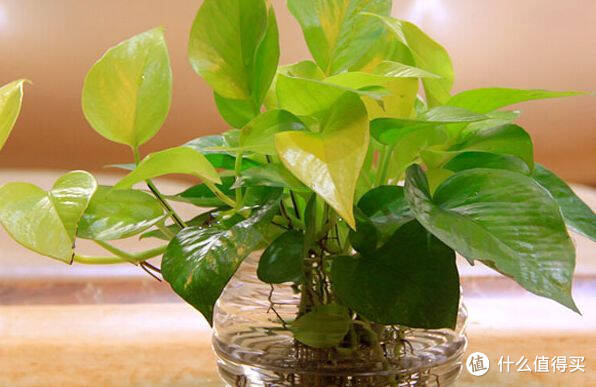 适合家里养的净化空气的植物,哪些植物对猫咪无毒又能吸附甲醛