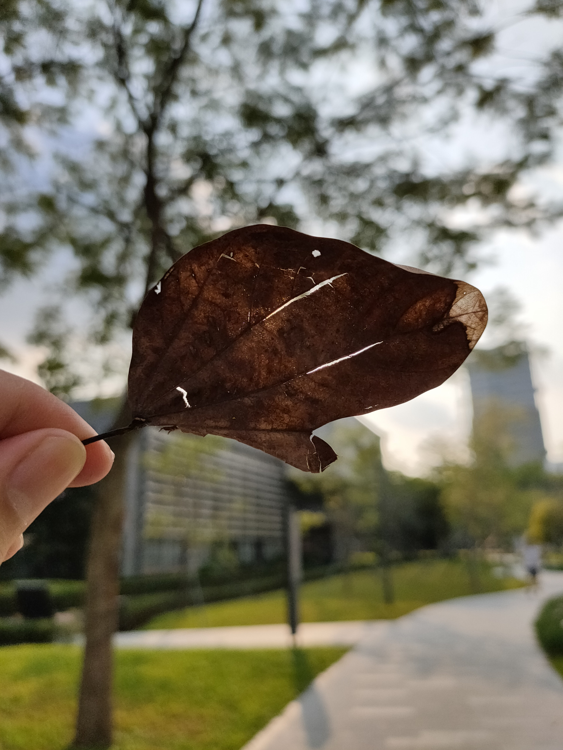 renoace测评相机,renoace口碑