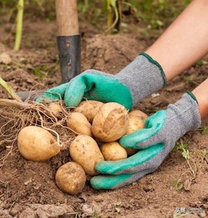 山东什么都大？*疆新**人不服