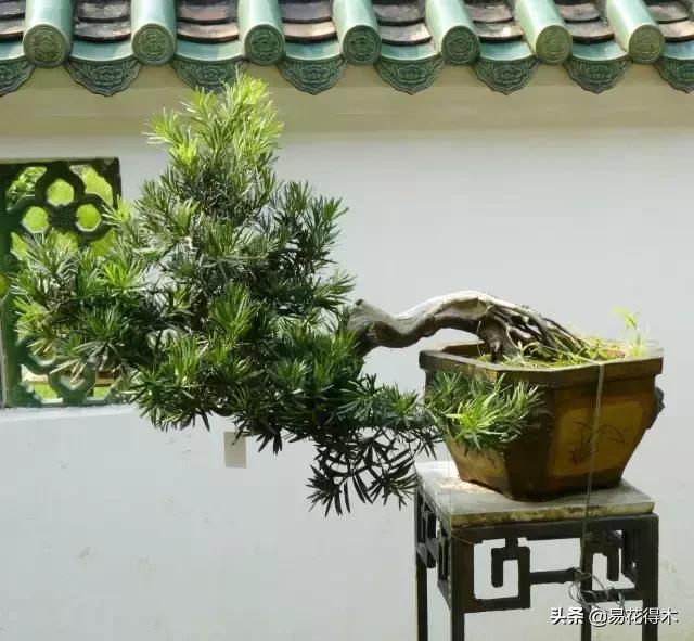 购买花卉遇到哪些坑,购买花卉盆景如何避免被骗