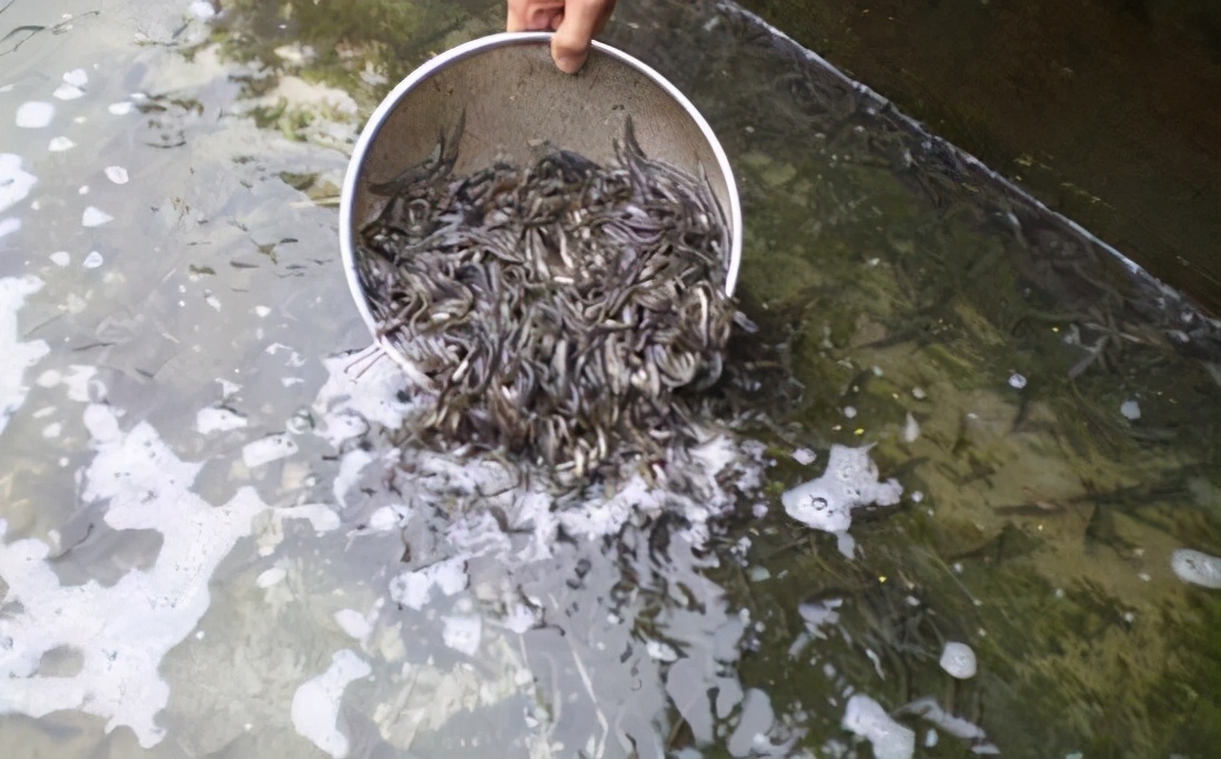 泥鳅养殖致富案例,80后小伙返乡养泥鳅