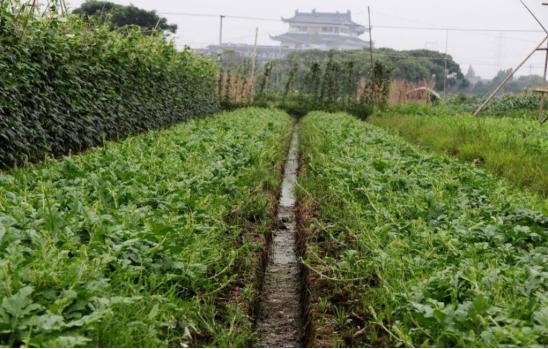 早佳8424西瓜种植方法,8424西瓜种植的方法和技术