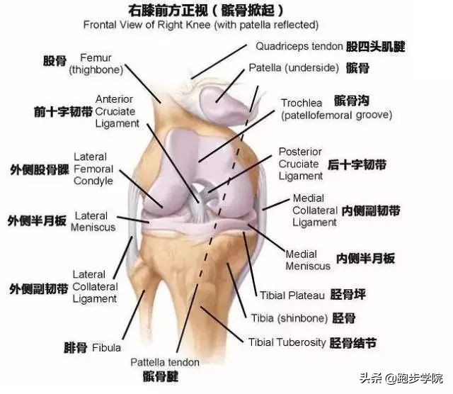 跑步膝盖疼痛自检,跑步大神们初跑时有膝盖疼的问题