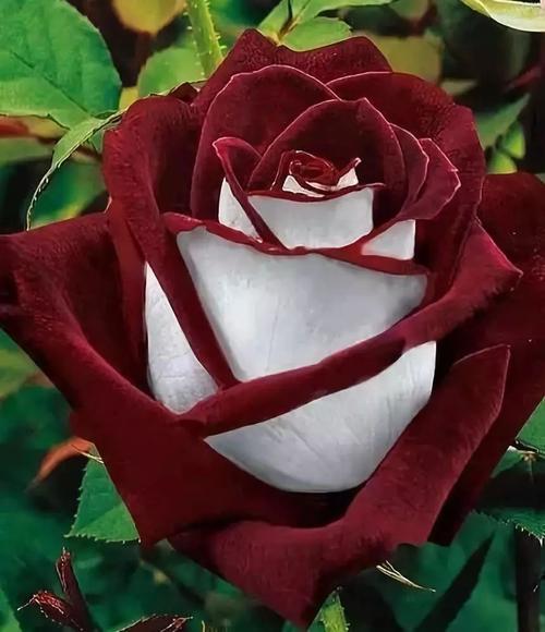 罕见的奇花异草 (160种奇花异草绝对有你没见过的)