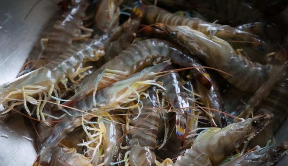 基围虾是一个品种吗,基围虾是明虾吗