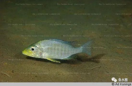 三湖慈鲷马鲷孔雀鱼多久发色,三湖慈鲷鱼之马鲷鱼