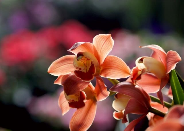 福薄之人要有福,为什么说福薄的人接不住福气