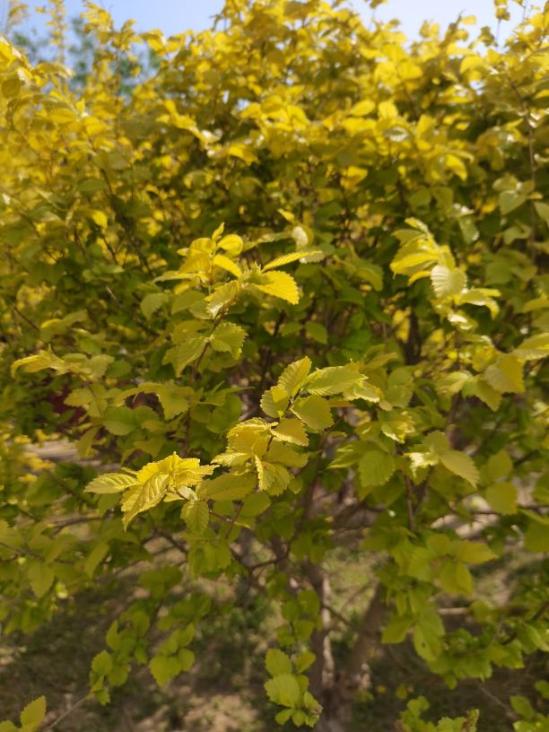 吃饱了来公园走走,吃饱喝足广场散步