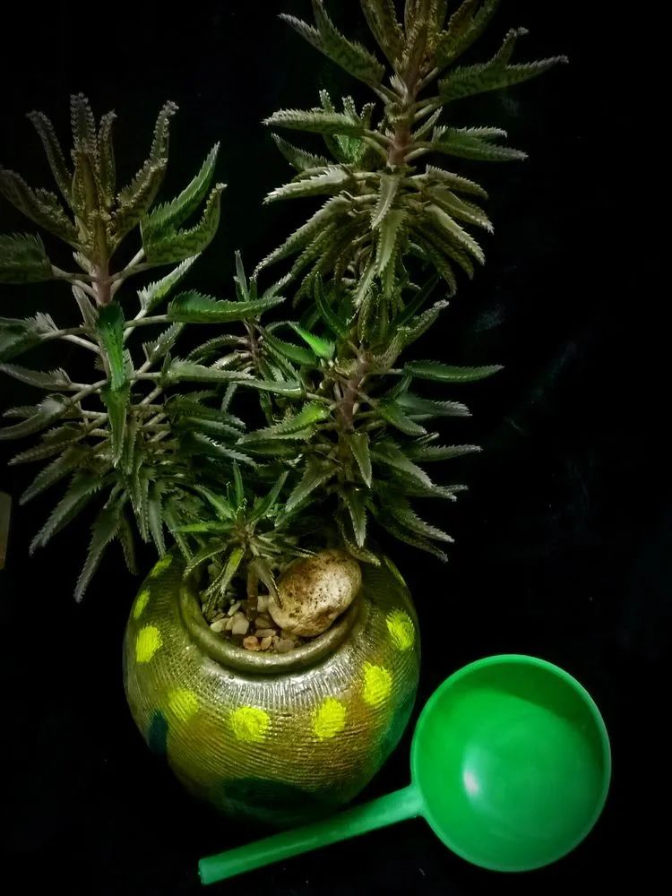 一盆仙人掌和一盆月季的故事,一个多肉的故事