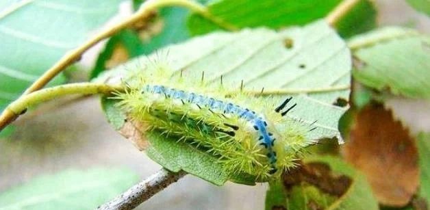 被搔角虫蛰解毒的土方,被人抓破了怎么处理