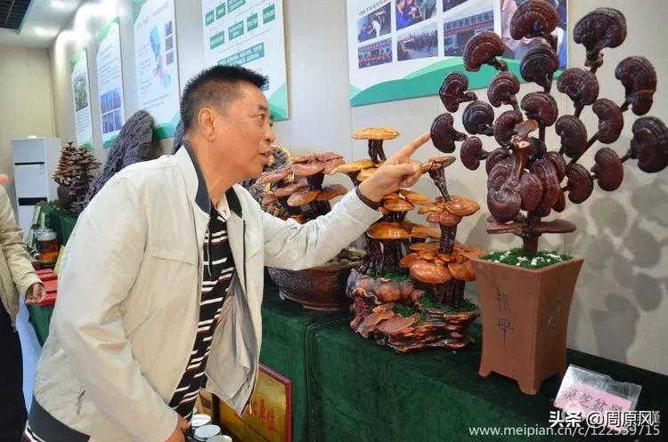 赴一场春日的邀约,五月赴一场与槐花的约会